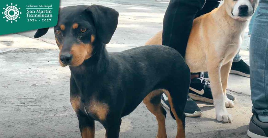 GOBIERNO DE TEXMELUCAN Y FGE INSTALAN MINISTERIO PÚBLICO ESPECIALIZADO EN DELITOS EN CONTRA DE ANIMALES