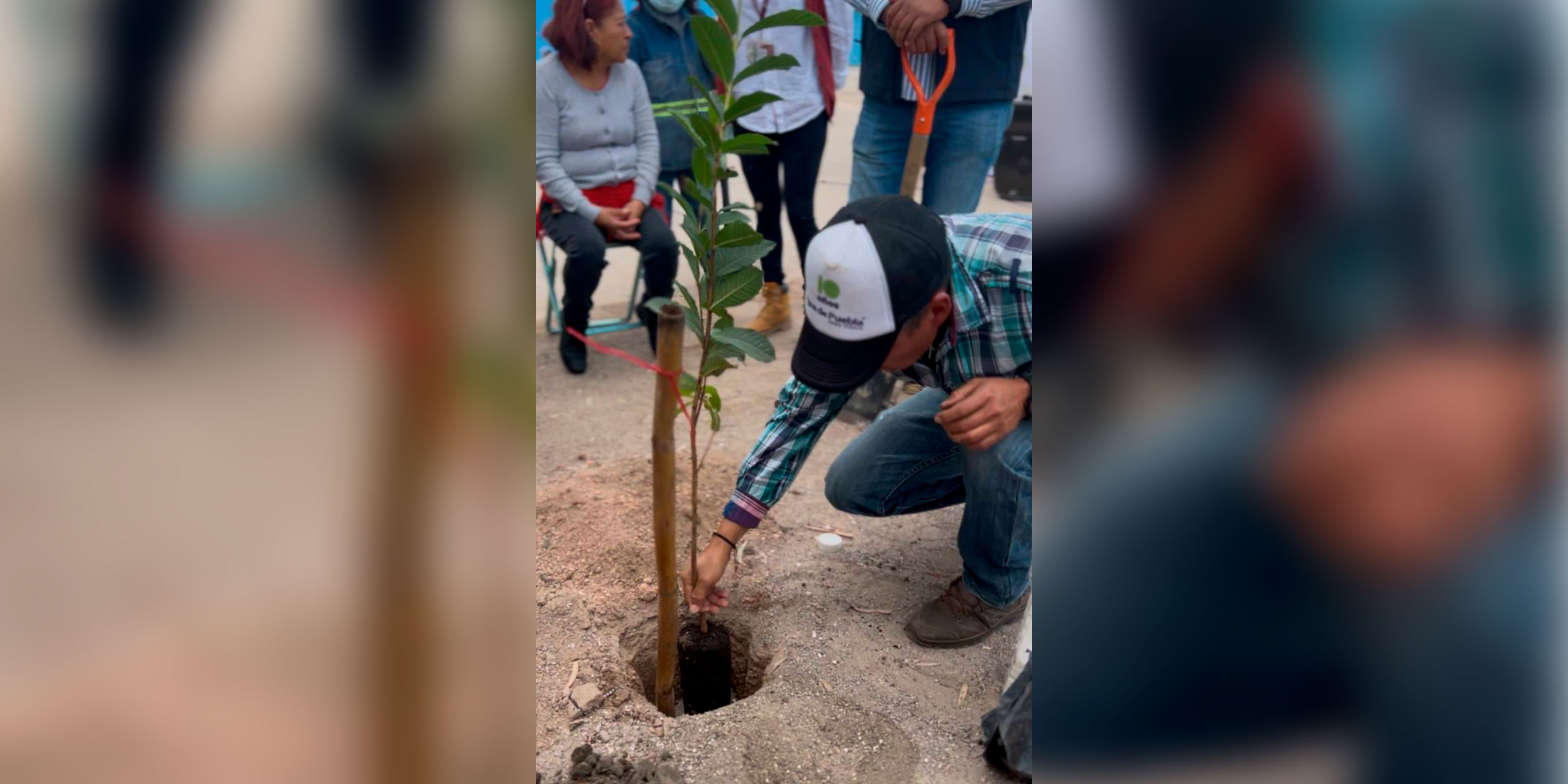 Consolida Gobierno de la Ciudad reforestación con más de 1,200 árboles en la capital a través de Raíces del Futuro