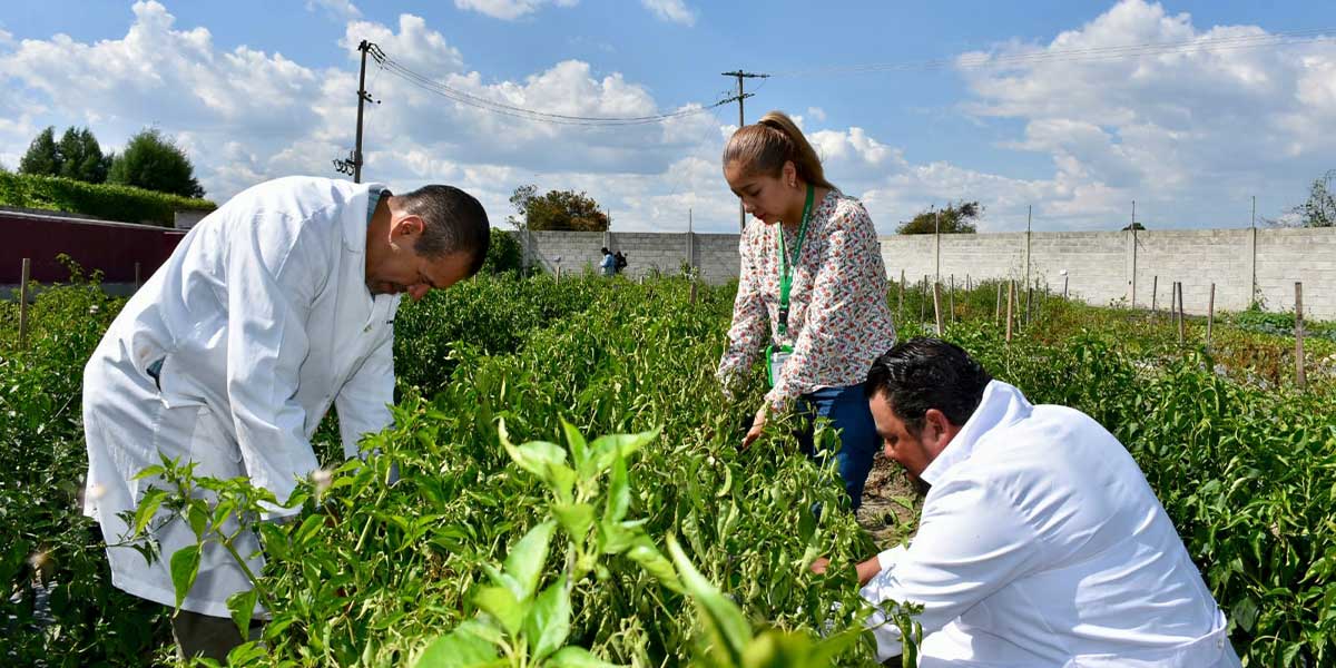 VERDURAS CULTIVADAS EN HUERTO DE TRASPATIO DEL RASTRO MUNICIPAL SON APTAS PARA CONSUMO HUMANO