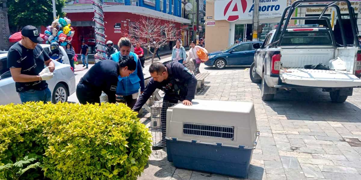 REFRENDA GOBIERNO DE TEXMELUCAN SU COMPROMISO EN BENEFICIO DEL CUIDADO DE SERES SINTIENTES