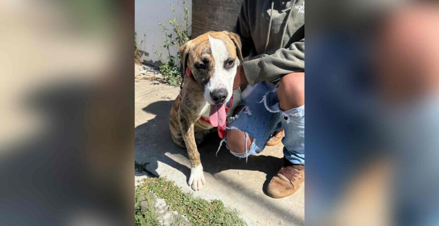 Fortalece Gobierno de la Ciudad el cuidado de las mascotas con Jornadas de Protección Animal