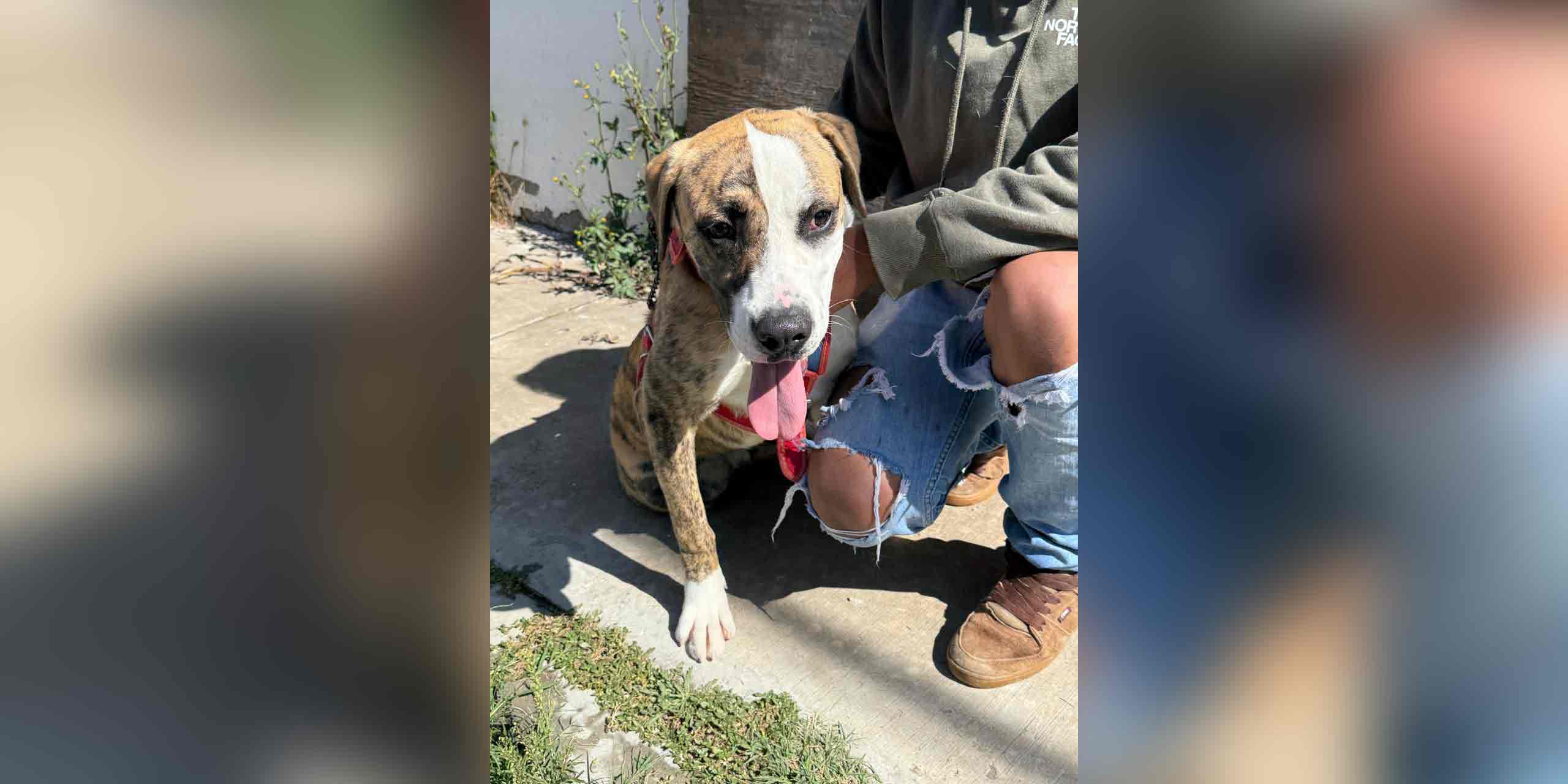 Fortalece Gobierno de la Ciudad el cuidado de las mascotas con Jornadas de Protección Animal