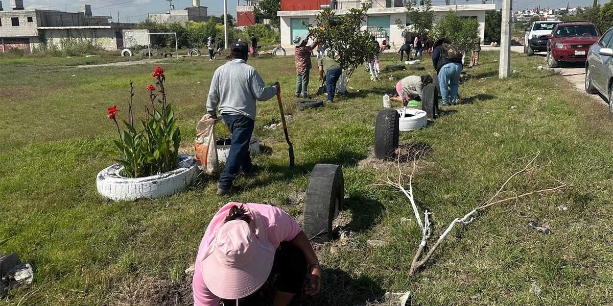 Fortalece Gobierno de la Ciudad acciones de reforestación con 2 mil 600 árboles gracias a Raíces del Futuro en el mes de octubre