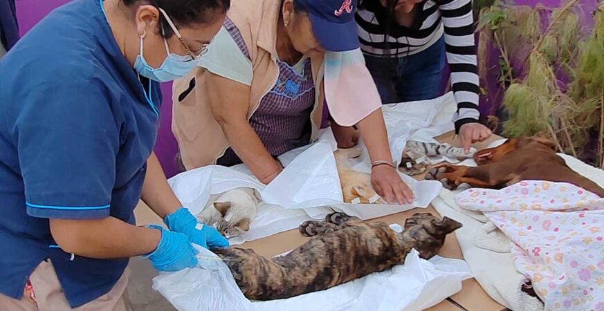 Ayuntamiento de Amozoc 2024-2027 realiza jornada de esterilización para promover el bienestar animal