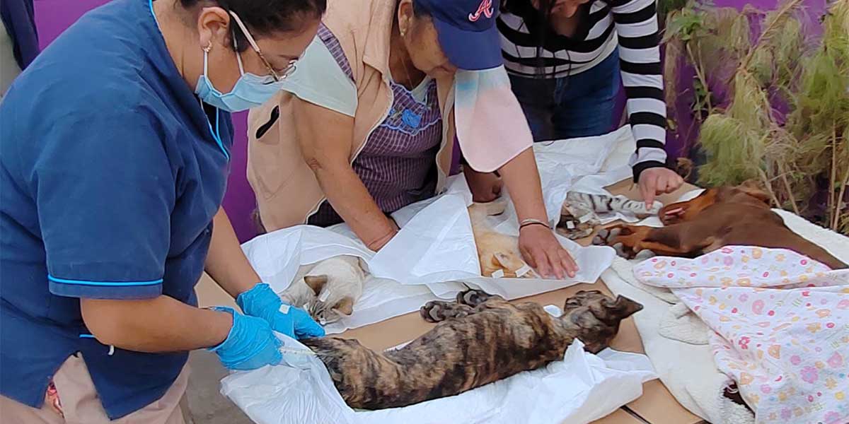 Ayuntamiento de Amozoc 2024-2027 realiza jornada de esterilización para promover el bienestar animal