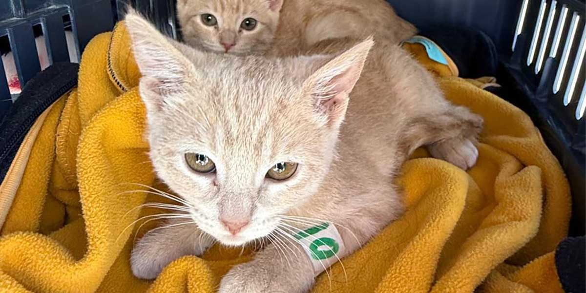 Impulsa Gobierno de la Ciudad jornadas de bienestar animal en más colonias del municipio