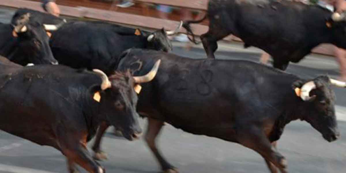 Gran Suelta de Toros