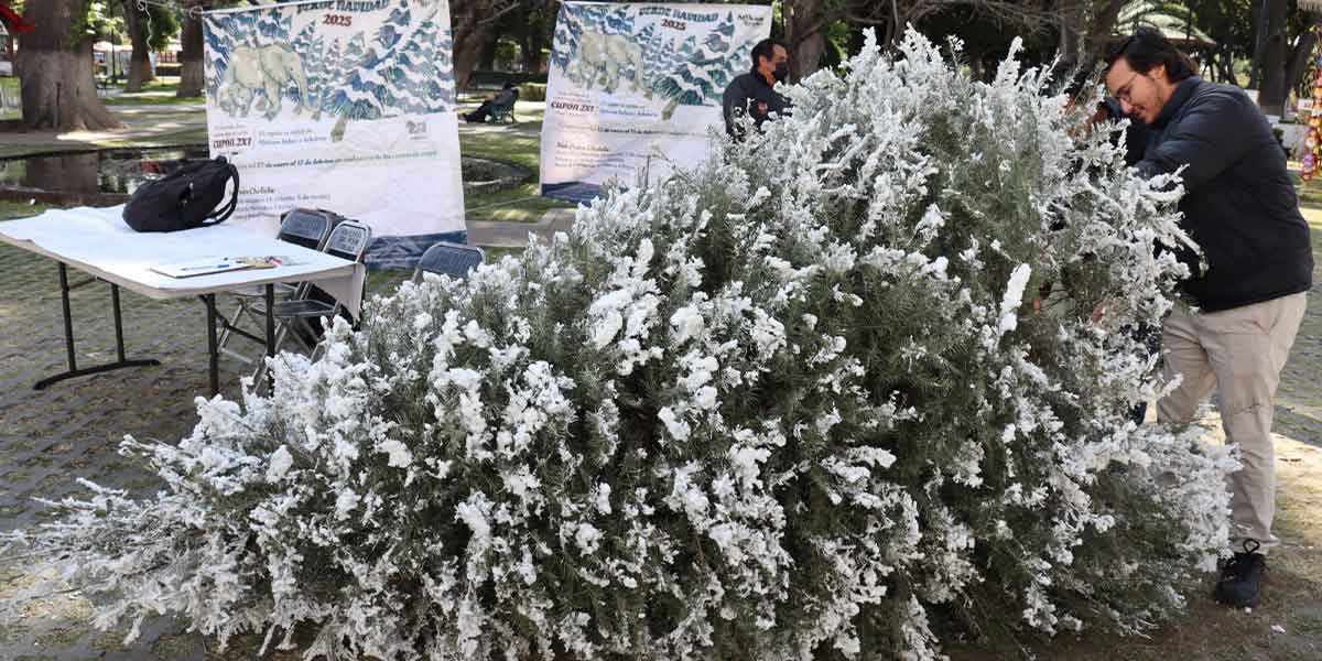 Promueve Gobierno de San Pedro Cholula el reciclaje de árboles de Navidad