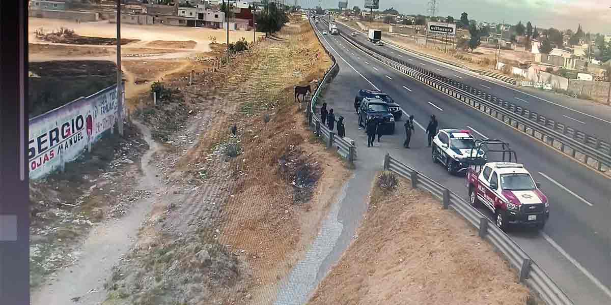 Refuerza Gobierno de Amozoc acciones de seguridad y vigilancia tras hechos nacionales