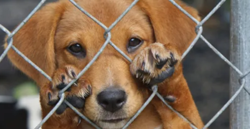 Proponen registro de mataperros y gatos en Puebla para ser exhibidos