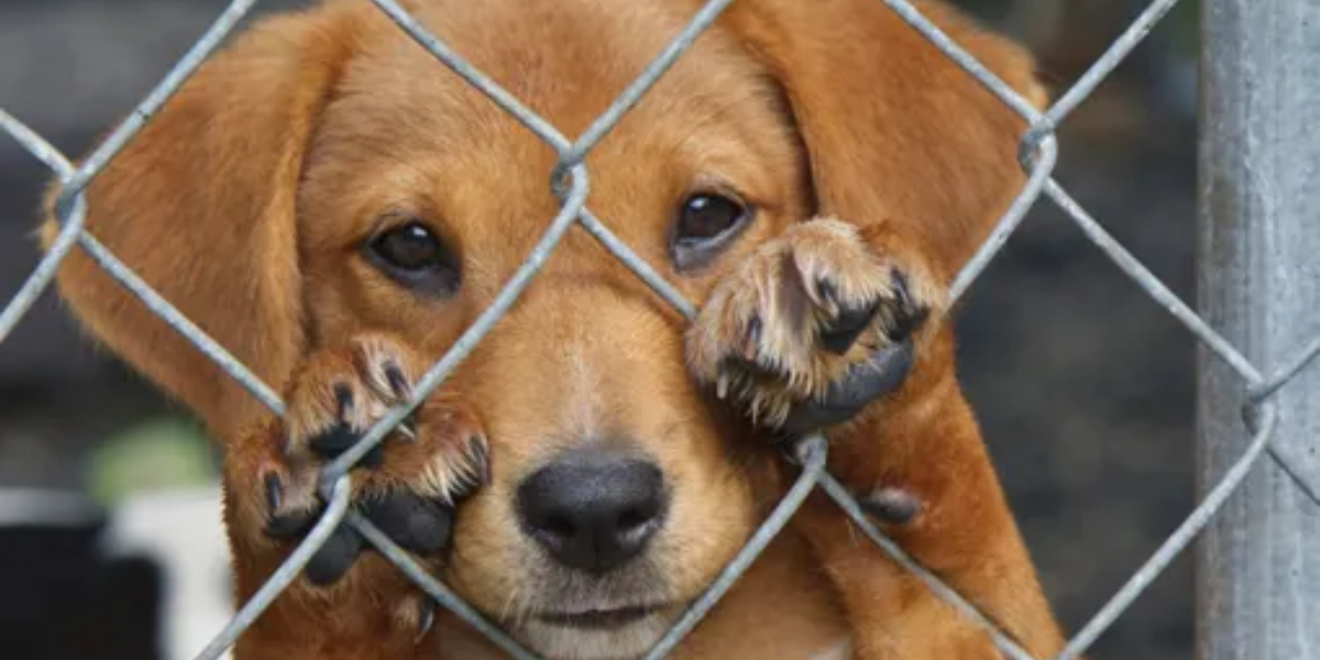 Proponen registro de mataperros y gatos en Puebla para ser exhibidos