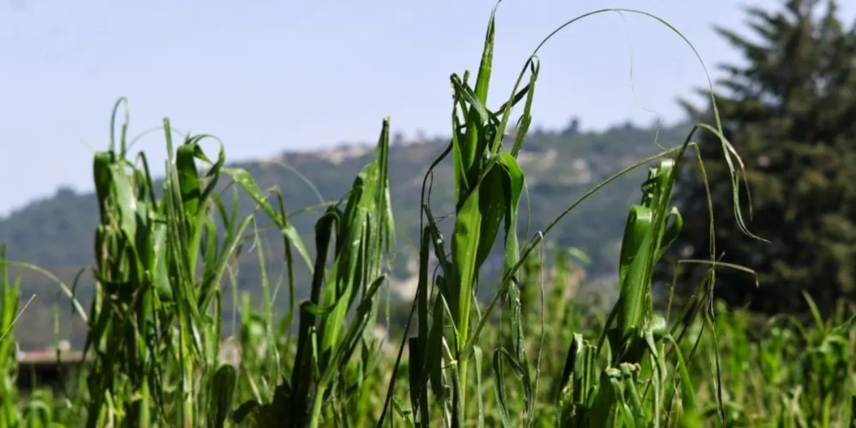 Gobierno estatal respalda al campo: indemnizan 300 hectáreas afectadas por lluvias