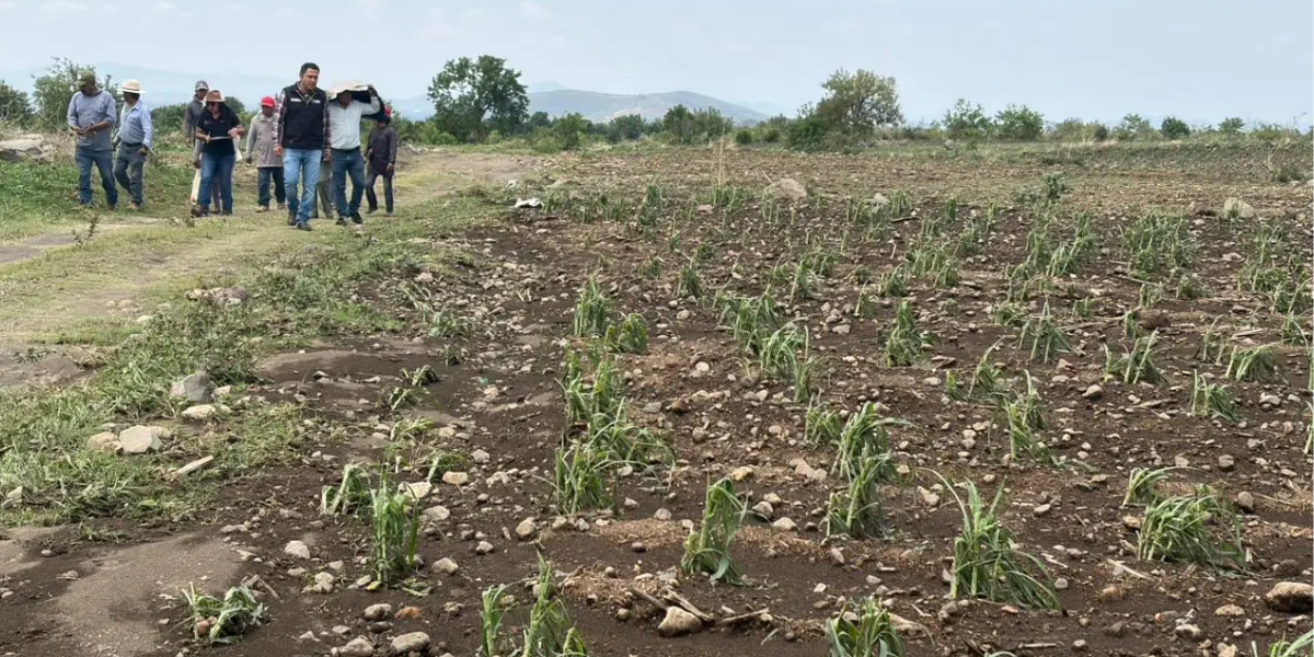 Granizada devasta más de 30 hectáreas de cultivos en Atlixco