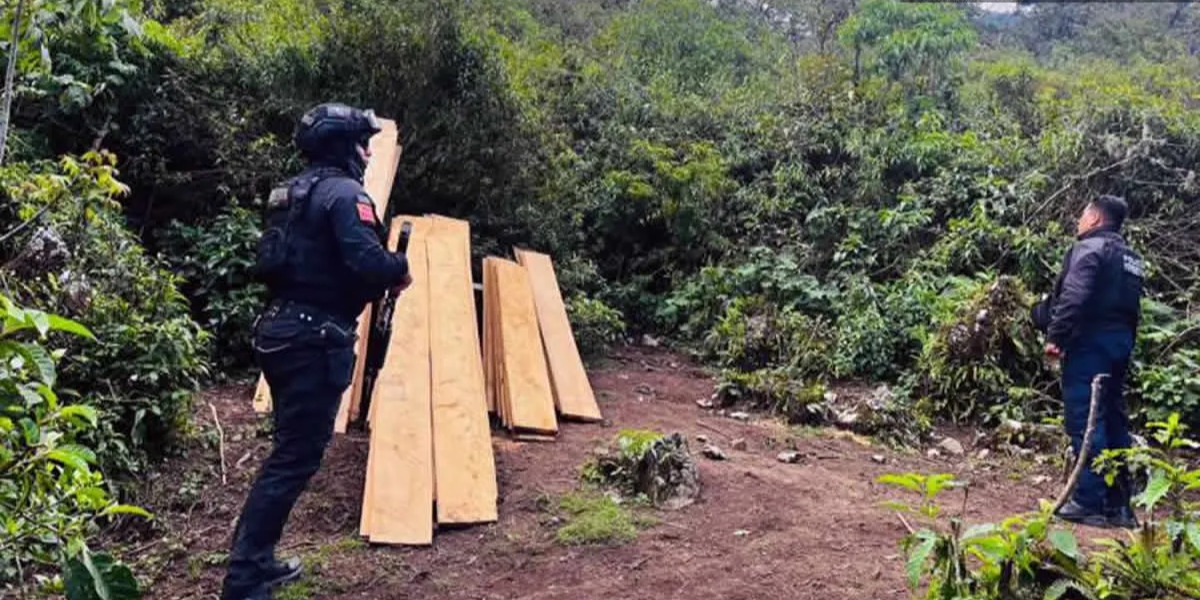 CONTUNDENTE GOLPE A LA TALA CLANDESTINA: ASEGURAN 62 PIEZAS DE MADERA ILEGAL EN COYOMEAPAN