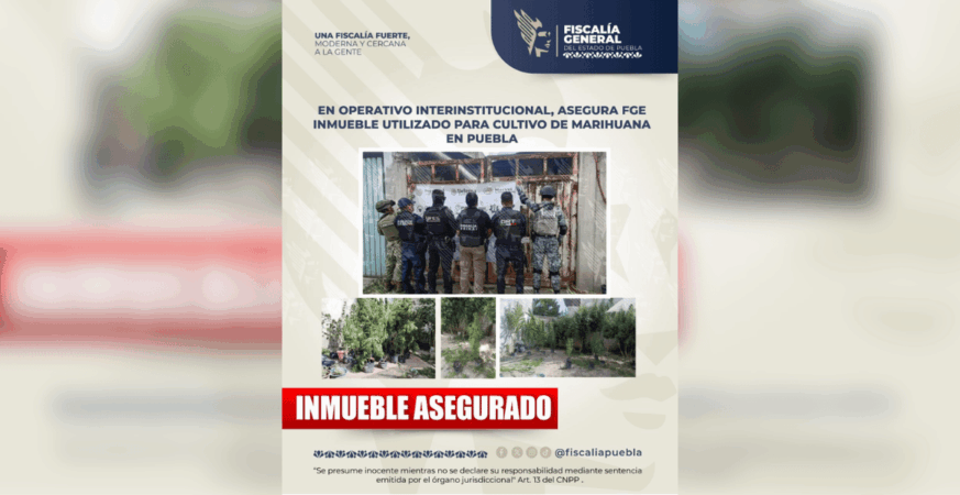 Golpe al narcomenudeo: FGE asegura inmueble usado para cultivar marihuana en Puebla