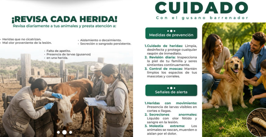 GOBIERNO DE TEXMELUCAN LLAMA A PREVENIR Y REPORTAR CASOS DE GUSANO BARRENADOR