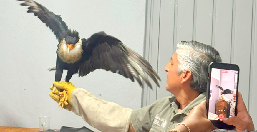DIF MUNICIPAL Y GOBIERNO DE TEXMELUCAN FORTALECEN LA PROTECCIÓN DE LA FAUNA SILVESTRE CON ATENCIÓN OPORTUNA