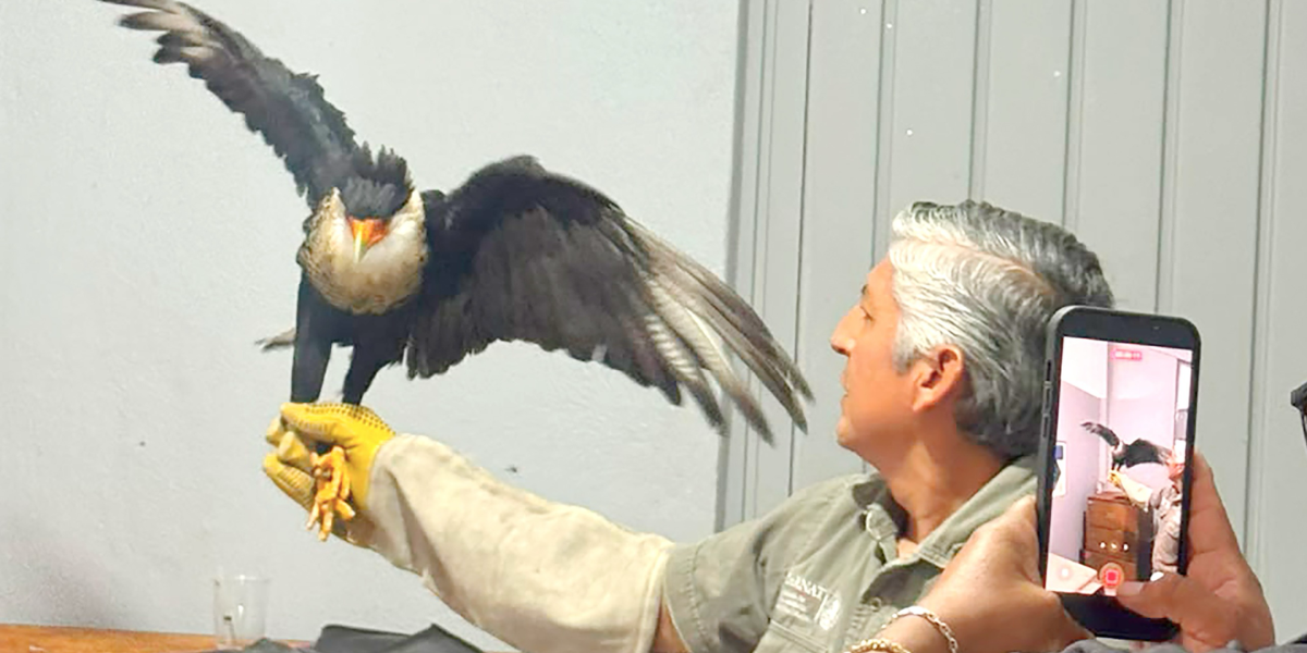 DIF MUNICIPAL Y GOBIERNO DE TEXMELUCAN FORTALECEN LA PROTECCIÓN DE LA FAUNA SILVESTRE CON ATENCIÓN OPORTUNA